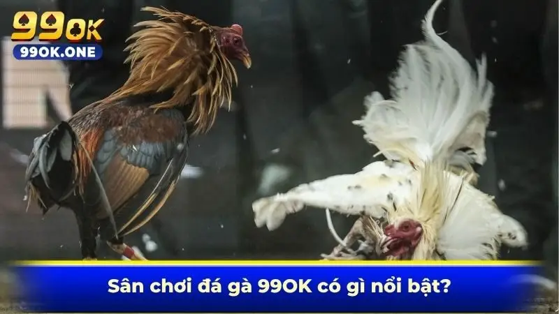 Sân chơi đá gà 99OK có gì nổi bật?