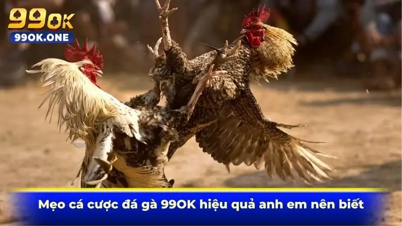 Mẹo cá cược đá gà 99OK hiệu quả anh em nên biết
